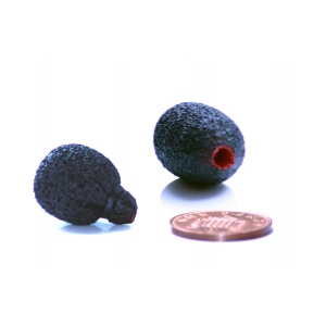 105525_105526_neoprene_coated_lavalier_foams